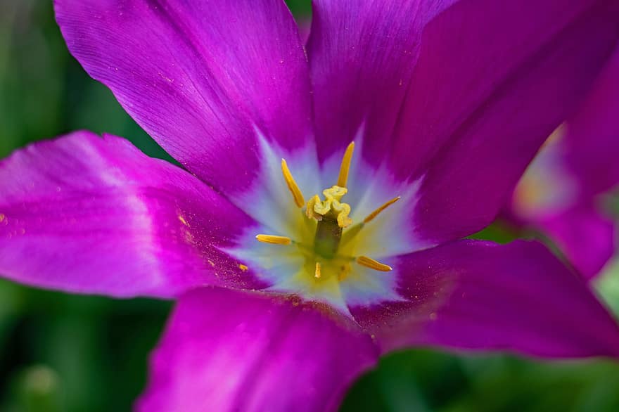tulipa, flor, pistil, pètals, estambres, tulipa somni morat, Somni morat, Lily Tulip, Tulip Purple Dream, flor de color porpra, tulipa morada