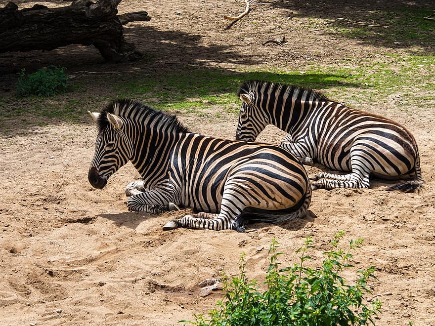 zebra, hewan, lichokopytník, garis-garis, bergaris, hitam, putih, pasir, Afrika, kebun binatang, fauna
