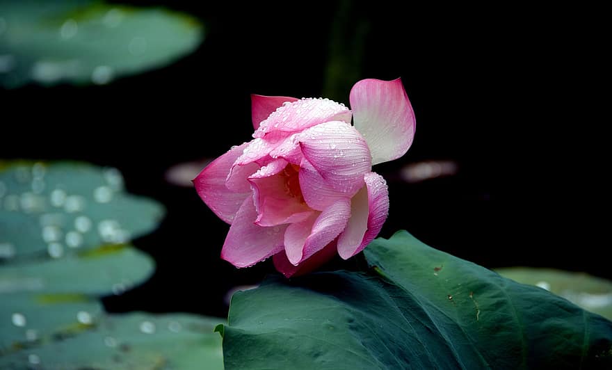 Lotus, Water Lily, Flower, Aquatic Plant, Plant, Dew, Dewdrops, Droplets, Flora, Bloom, Blossom