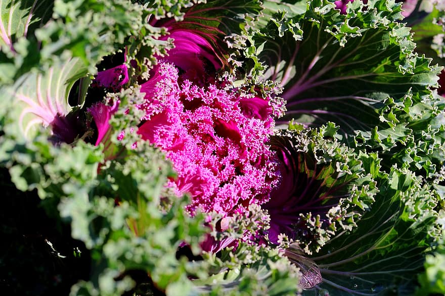 Kale, Vegetable, Plant, Brassica Oleracea, Healthy, Nutrition, Food, Fresh, Organic, Flower Garden, Botanical Garden