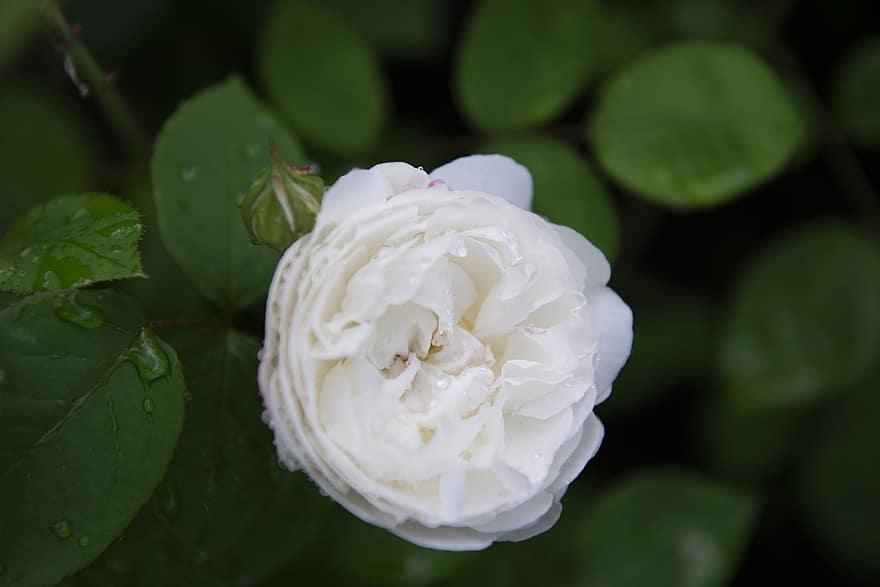 Rosa, blanco, flor