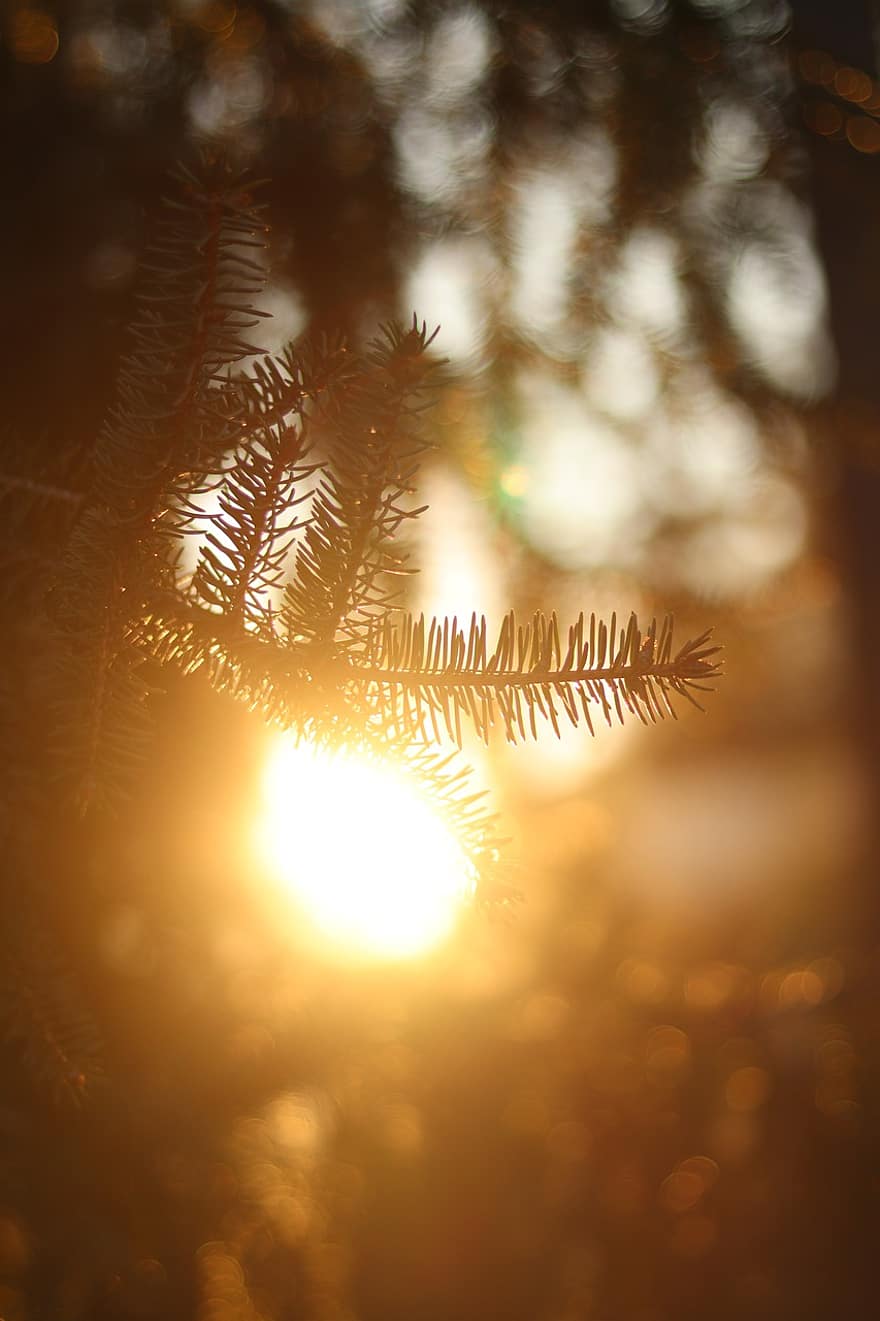 Branches, Fir Tree, Tree, Sun, Sunshine, forest, sunlight, leaf, backgrounds, plant, summer