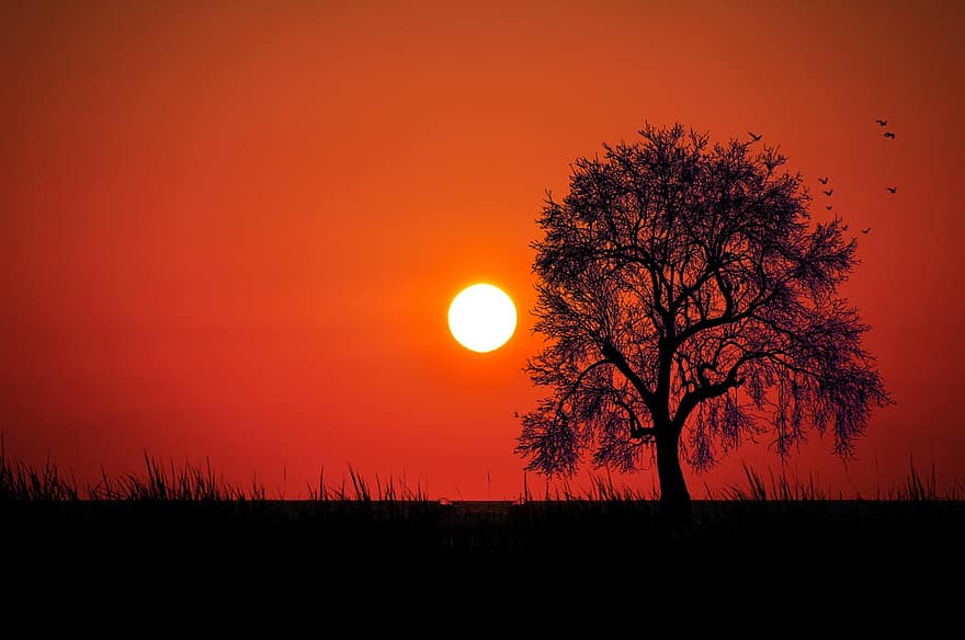 puesta de sol, árbol, prado, silueta, amanecer, oscuridad, Dom, luz del sol, cielo, paisaje, parque