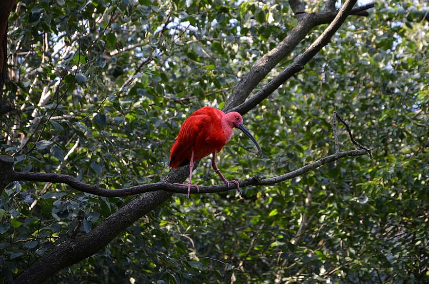 paukštis, „Scarlet ibis“, ornitologija, rūšis, fauna, paukščių, gyvūnas, laukinės gamtos, šaukštelis, pobūdį, Afrika