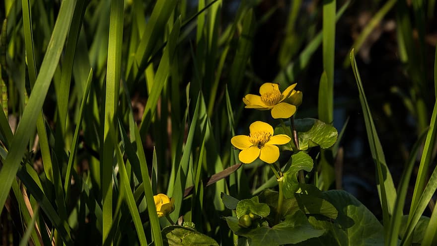 болотный календулы, цветы, завод, kingcup, желтые цветы, цветение, листья, трава, весна, луг, природа