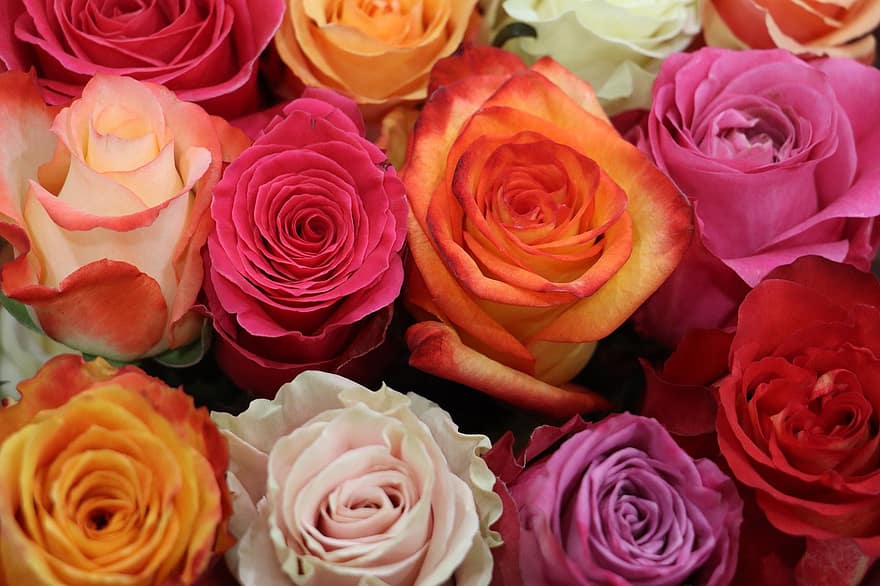 バラ、フラワーズ、色とりどり、花、フローラ、咲く、庭園、工場、花びら、シュトラウス、花束