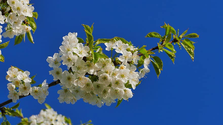 Flowers, Cherry, Tree, Buds, Spring, Garden, Plant, Flowering, Branch, Blossoming