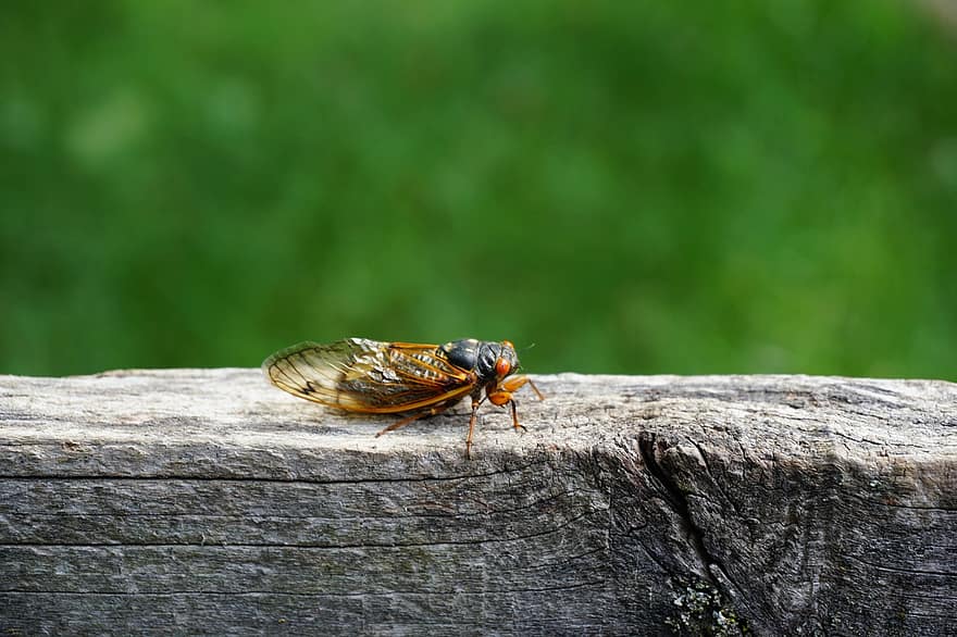 ve sầu, Pharaoh Cicada, côn trùng, 17 năm Locust, ve sầu định kỳ, gỗ, Thiên nhiên, vĩ mô, cận cảnh, mùa hè, màu xanh lục
