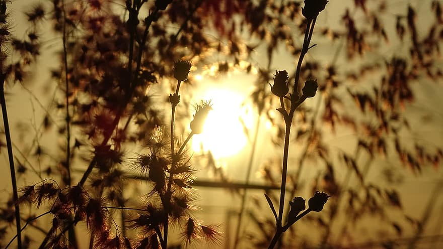 Sonnenuntergang, Wiese, Wildblumen, Kuba, Feld, Natur