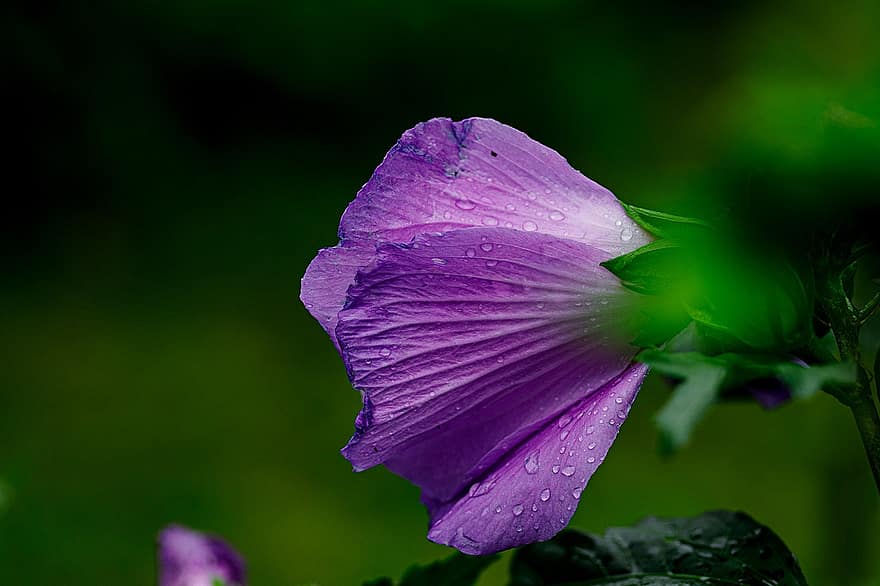 Hibiscus, Purple Flower, Flower, Blossom, Bloom, Petals, Plant, Flora, Nature, Garden, Wet
