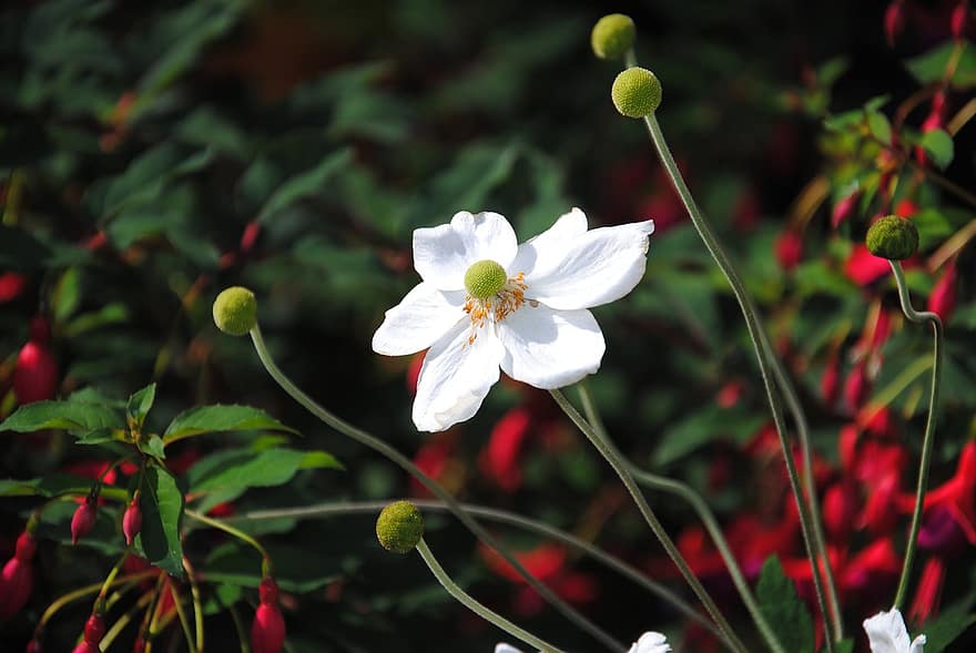 Biały kolor, kwiat, zdjęcie kwiatu, kwiatowy wizerunek, roślina, kwitnąć, piękny kwiat, ogród, Natura, lato, wiosna
