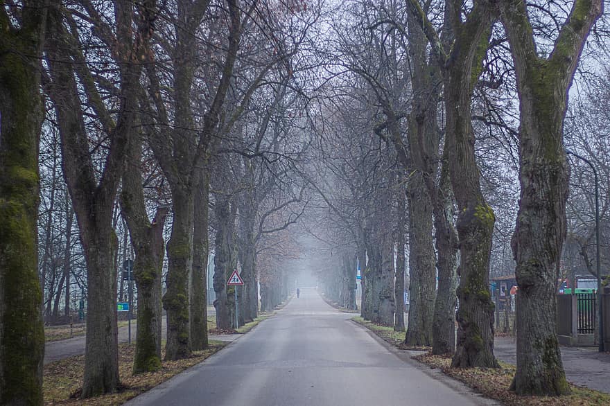 Road, Fog, Trees, Avenue, Way, Route, Bare Trees, Outdoors, Empty, tree, forest