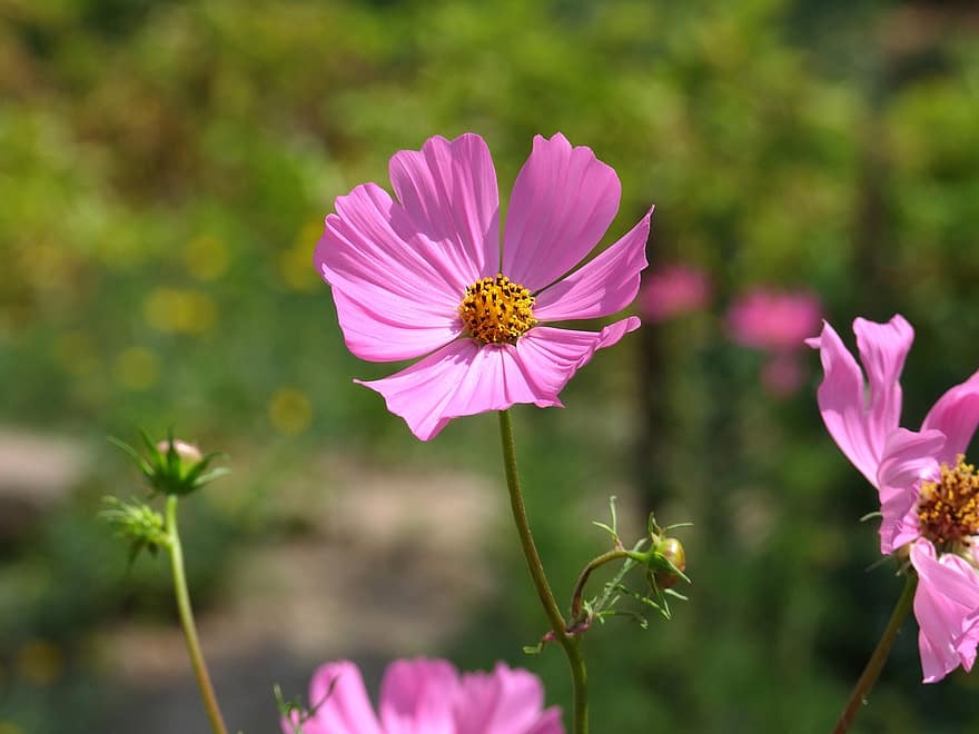 Dārza tauriņu zieds, kosmosa bipinnatus, rozā, ziedlapiņa, atvērts, jauki, saules gaisma