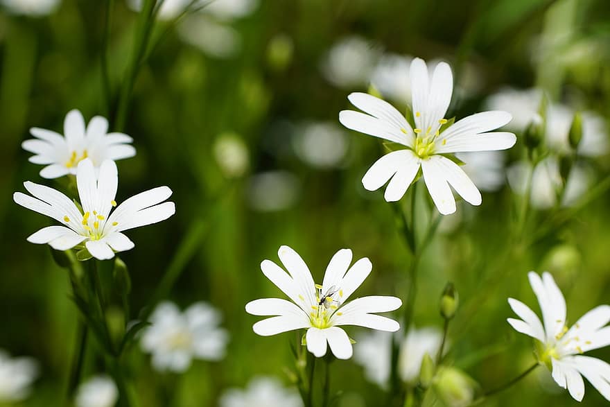 цветя, Stellaria, пружина, бели цветя, цвете, растение, лято, зелен цвят, едър план, пролетно време, маргаритка