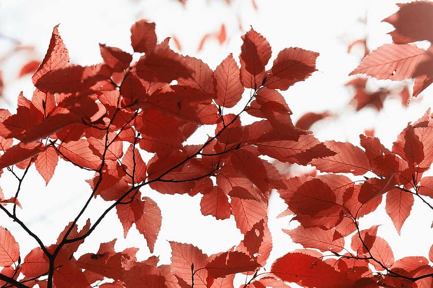 Herbst, Blätter, bunt, Herbstlaub, Herbstfarbe, goldener Herbst, Ahornblatt, Erlenblatt, Herbstfarben, Orangenblatt, orange Farbe
