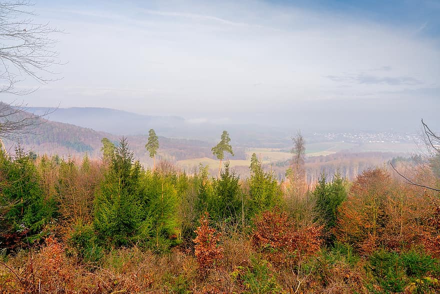 森林、秋、霧、葉、気分、秋の色、色落ち、木、森の中、山岳、風景