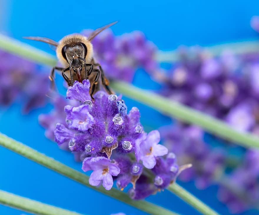 lebah liar, lebah, serangga, merapatkan, alam, bunga, penyerbukan, mekar, berkembang, lavender, musim panas