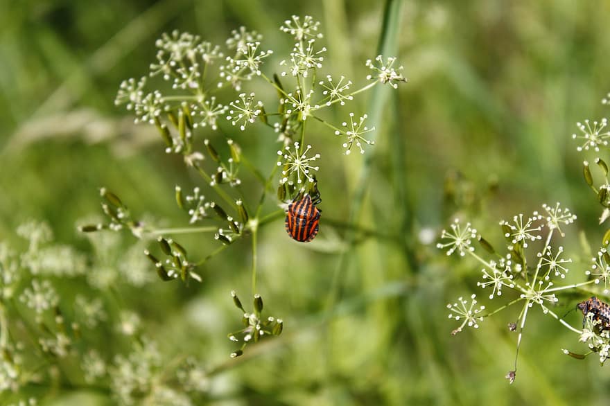 bug wanita, kumbang, bug, bunga-bunga, kelopak