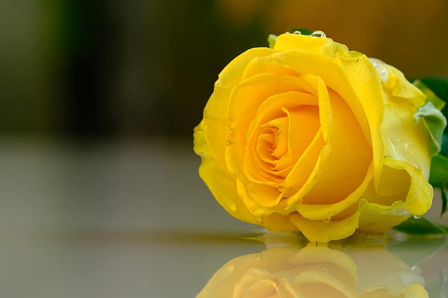 троянда, жовта троянда, квітка, жовта квітка, пелюстки, жовті пелюстки, цвітіння, флора, пелюстки троянд, цвітіння троянди, природи