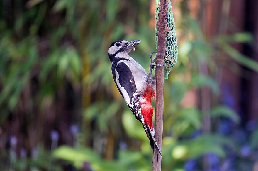 Great Spotted Woodpecker, Woodpecker, Bird, Bird Seed