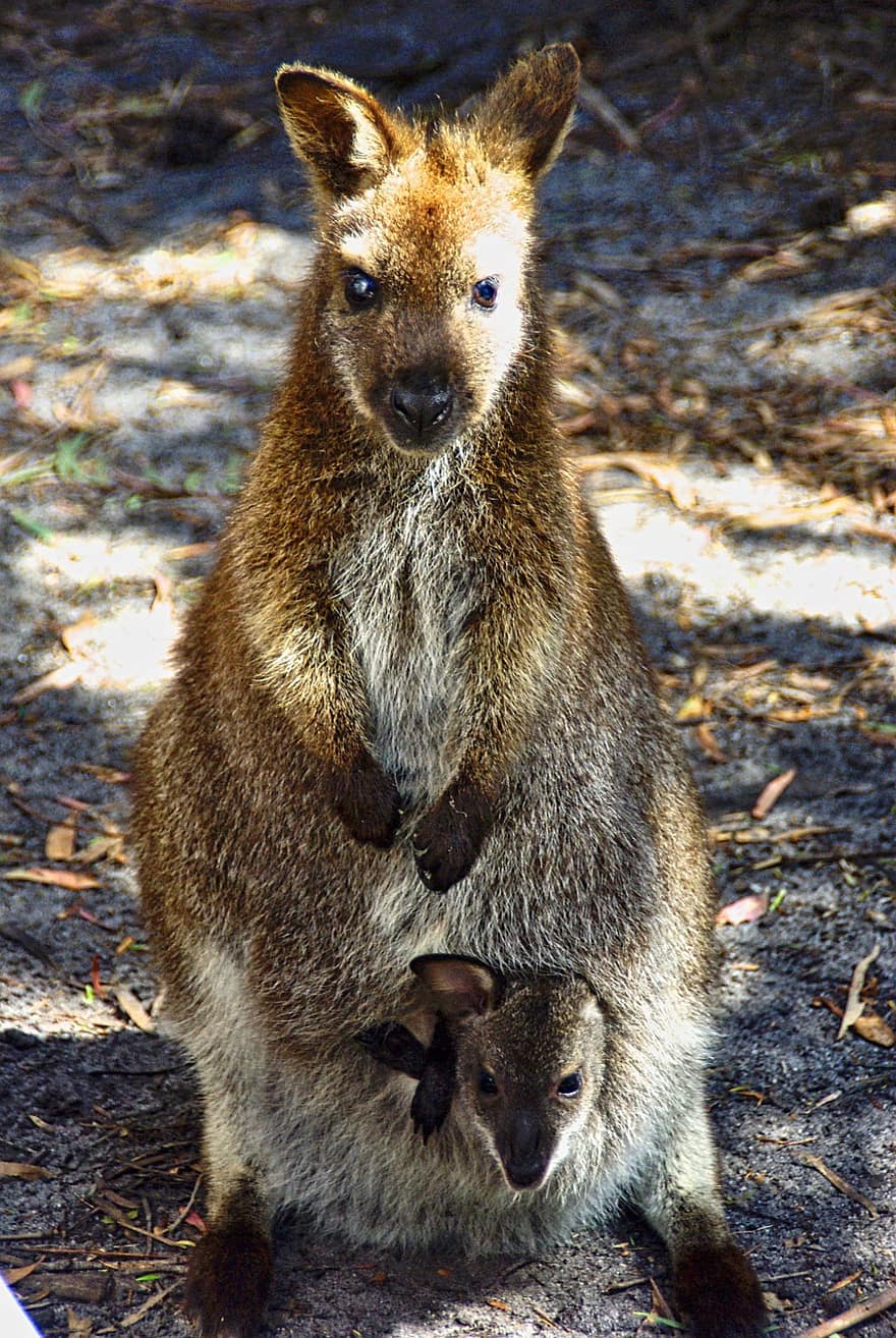 Wallaby, joey, pungă, marsupial, mamifer, animal, cangur, animale sălbatice, mamă, copil, În spate