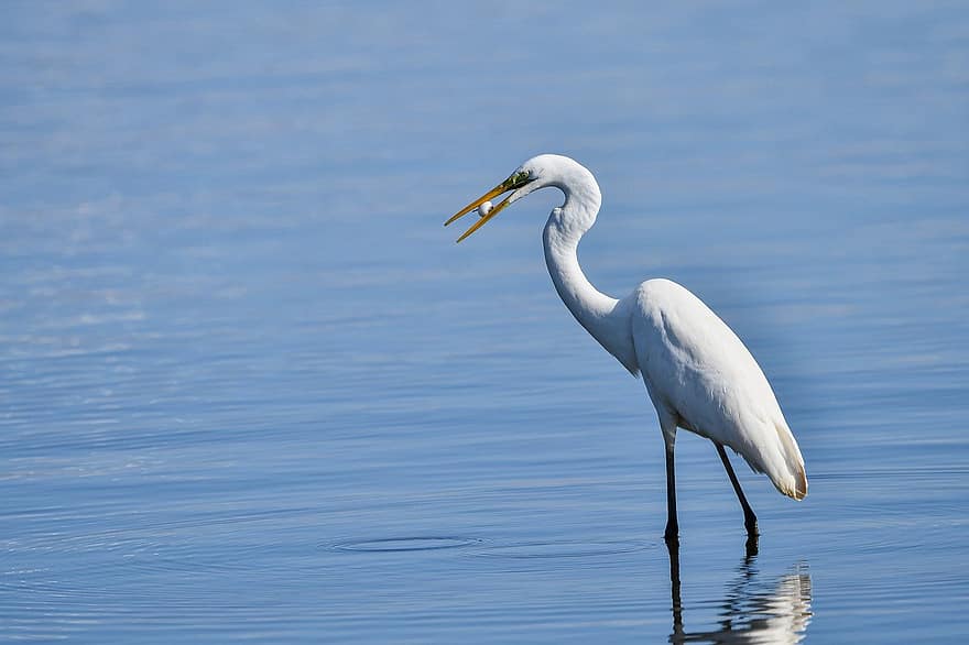 egret, bird, river, animals in the wild, water, beak, feather, blue, pond, swamp, one animal