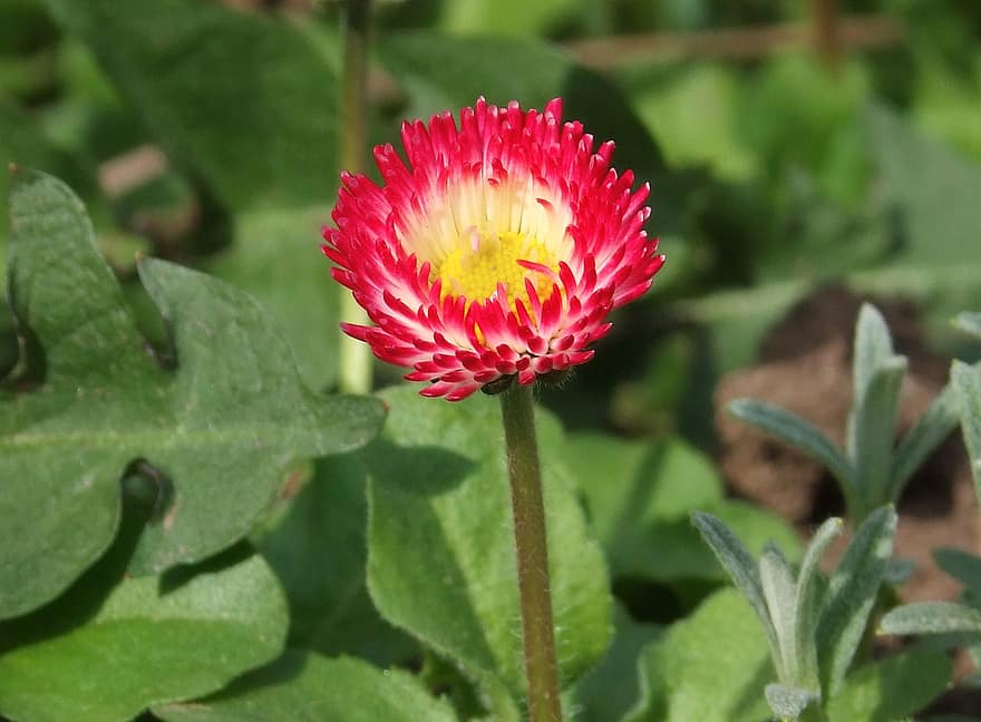Marguerite, Bellis Perennis, minuscule, agréable, cher, fleur, après la pluie, plante, pétales, marguerites sauvages, botanique