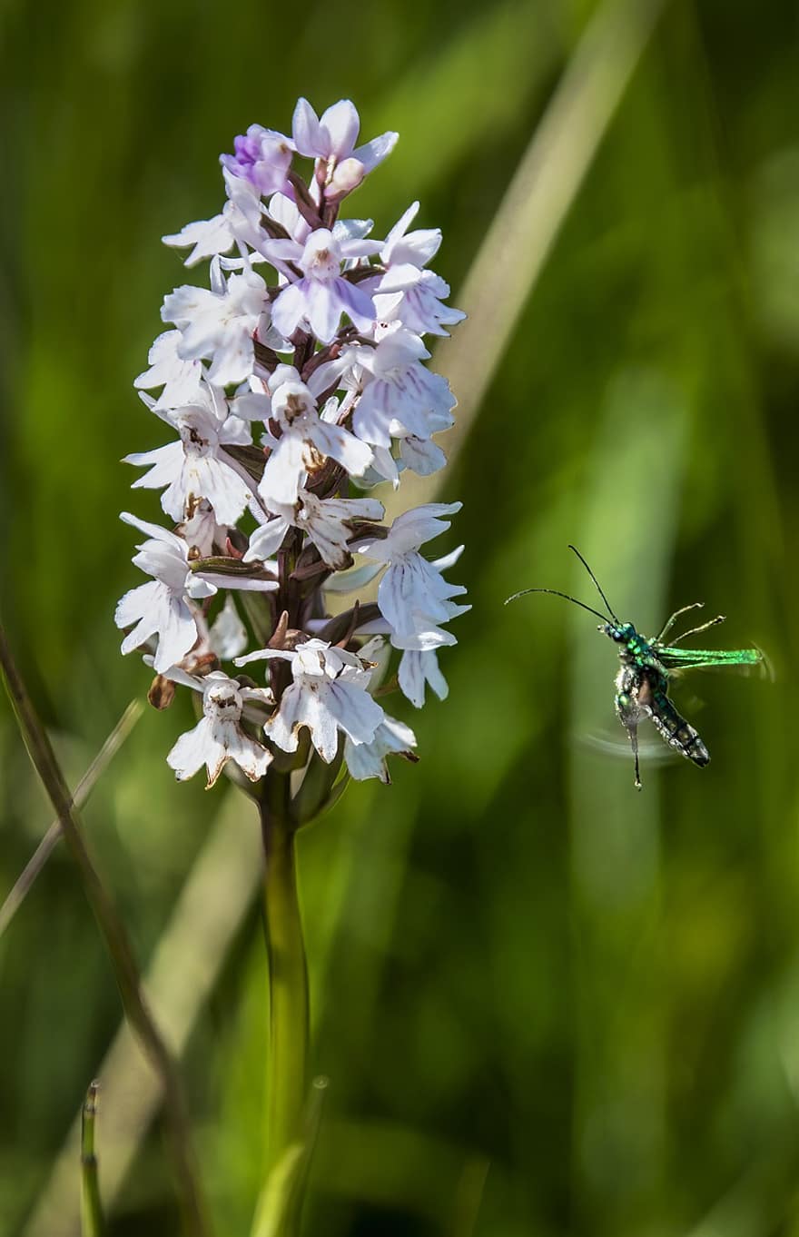 scarabée, pollinisateur, en volant, ailes, orchidée