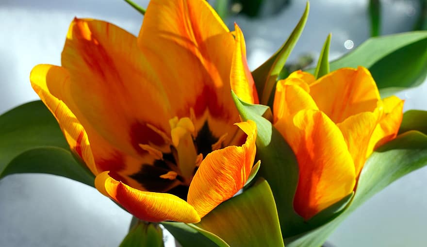 bunga-bunga, tulip, mekar, bunga kuning, tulip kuning, kelopak, kelopak kuning, berkembang, alam, flora