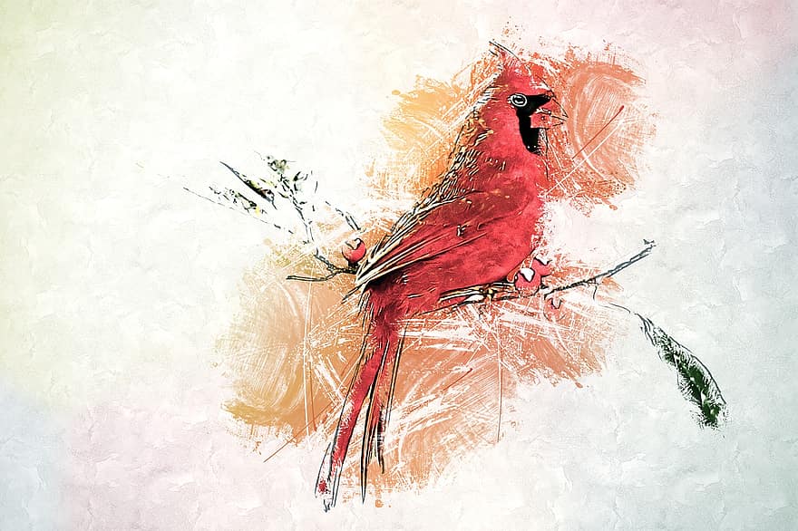 Vogel, Kardinal, Tierwelt, Vogelkunde, digitale Zeichnung, Fotokunst, Kreativität, Kunstwerk, Zeichnung, Spezies, Fauna