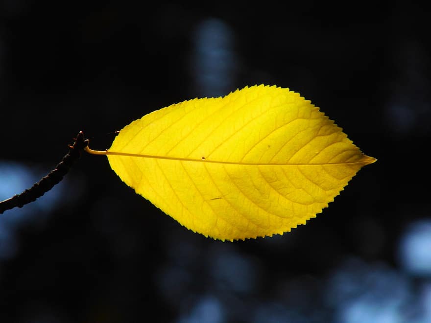 葉、秋、黄色い葉、自然、工場、黄、閉じる、マクロ、きらきら、シーズン、木