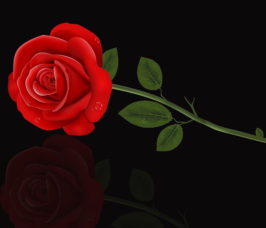 rosa, romantis, bunga, cinta, daun bunga, mawar merah, latar belakang hitam