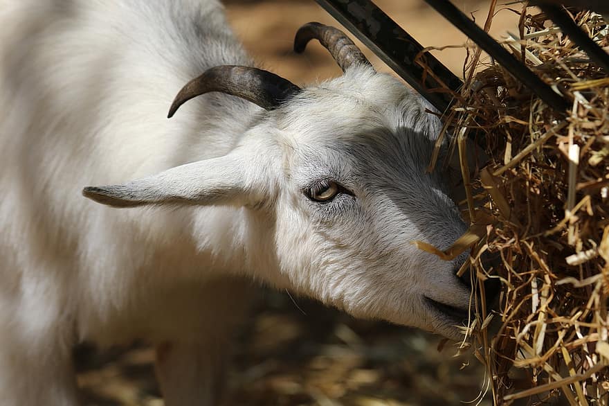Goat, Young, Animal, Mammal, Livestock, Horns, farm, rural scene, agriculture, grass, cute