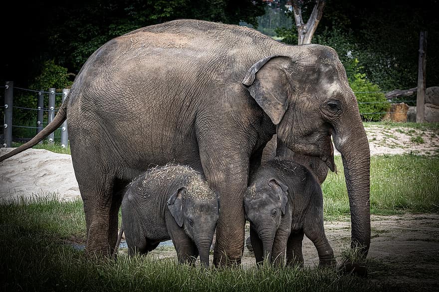 elefántok, család, anya, testvérek, fauna, állat