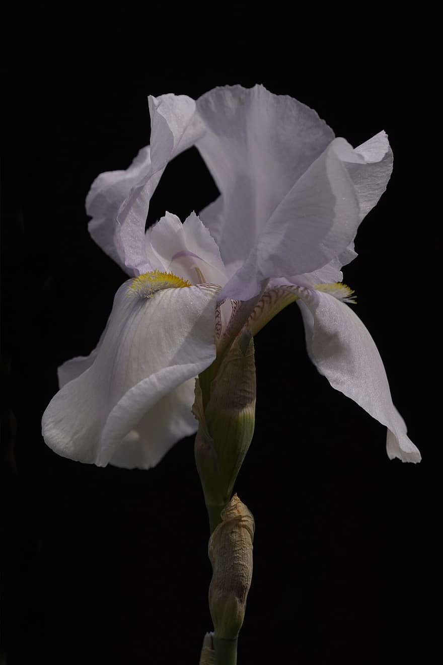 Iris, White Flower, Flower, Petals, White Petals, Bloom, Sword Lily, Blossom, Flora, Plant, close-up