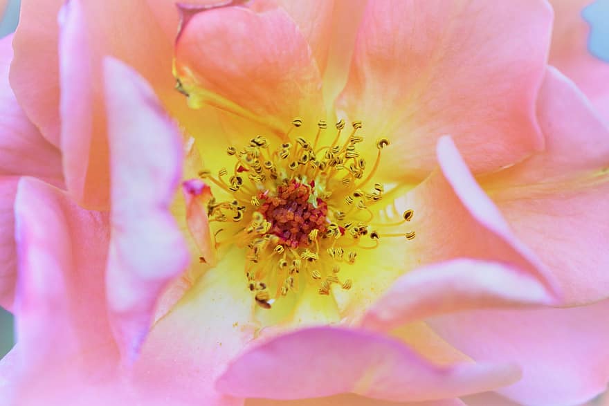 Trandafir salbatic, floare, pistil, petale, floare roz, a inflori, natură