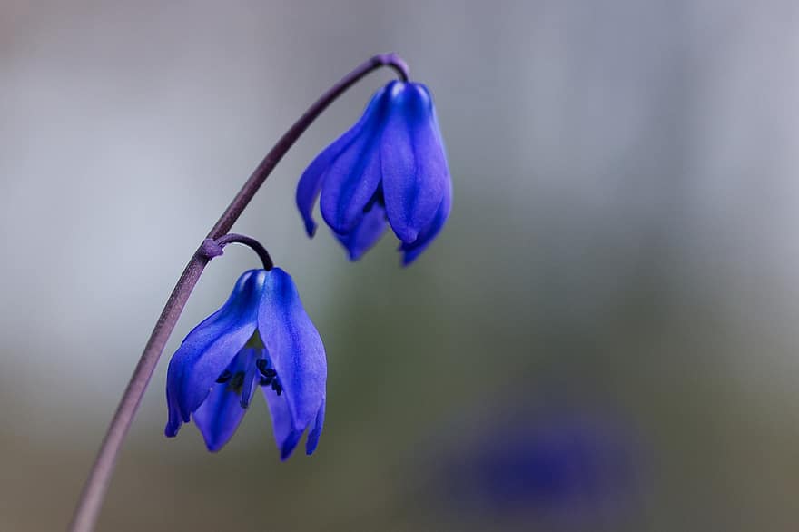 Blossom, Bloom, Flower, Scilla, Early Bloomer, Spring, Nature, Close Up, Flora, close-up, plant