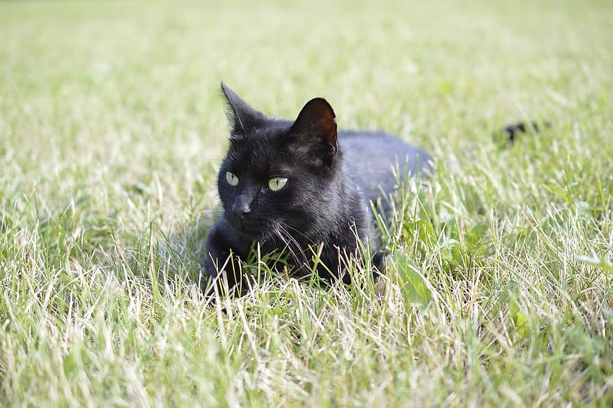 katt, kjæledyr, feline, dyr, pels, pus, innenlands, huskatt, kattportrett, svart katt, gress