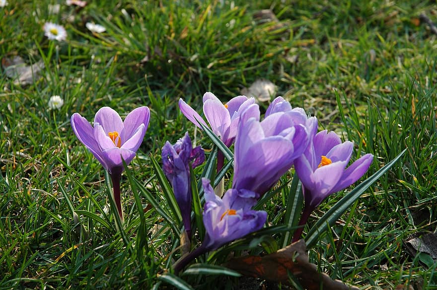 クロッカス、フラワーズ、紫色の花、花びら、紫色の花びら、咲く、花、フローラ、草