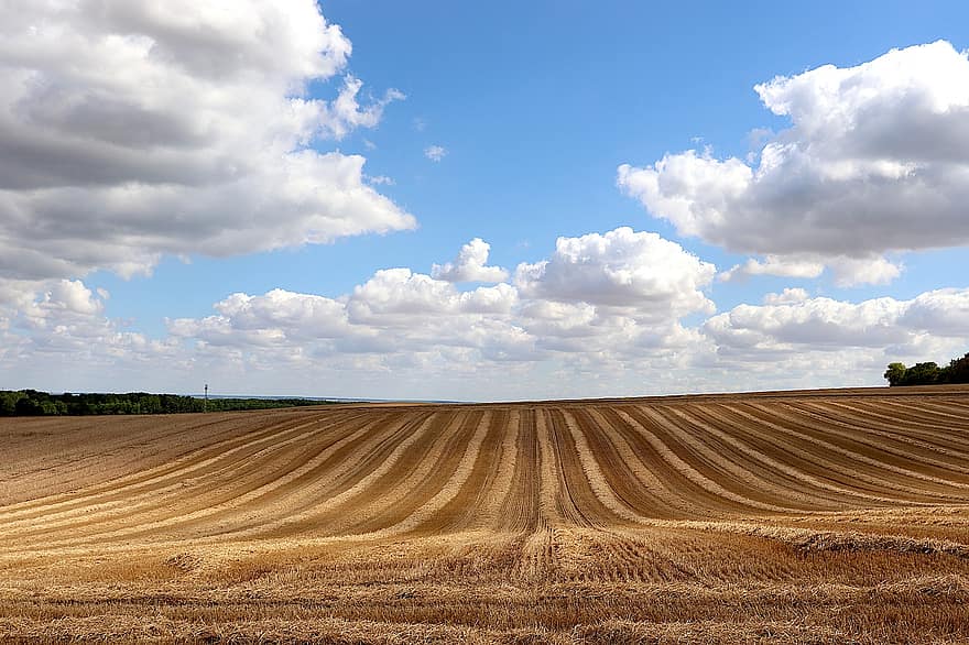 Pole sklizená, pšenice, cereálie, zemědělství, sklizeň, obilí, pole, kombajn, letní, epi, krajina