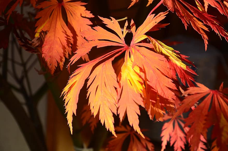 клен, листя, падіння, відділення, acer, осінь, опале листя, осінній колір, дерево, природи