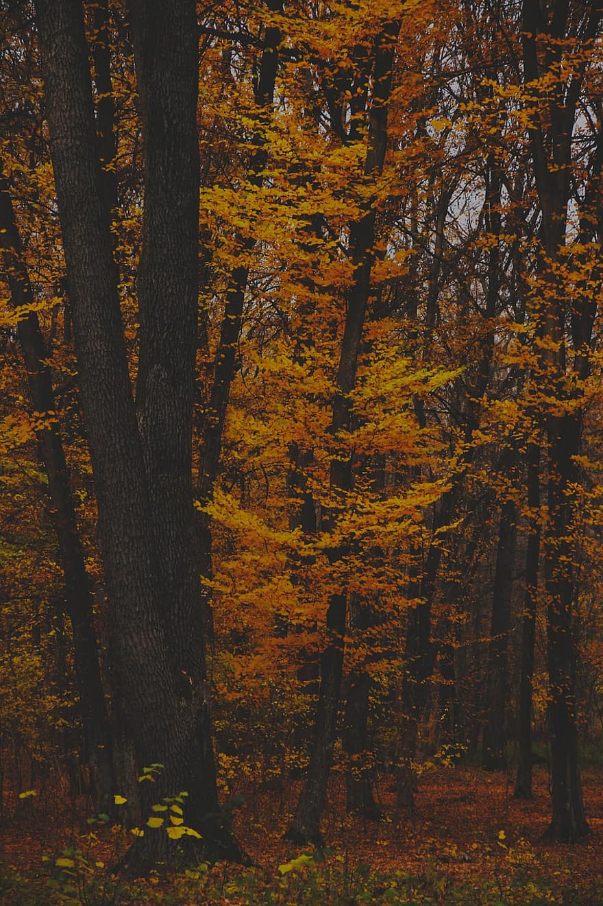 pohon, taman, hutan, kabut, bagasi, musim gugur, daun, kuning, musim, pemandangan, multi-warna