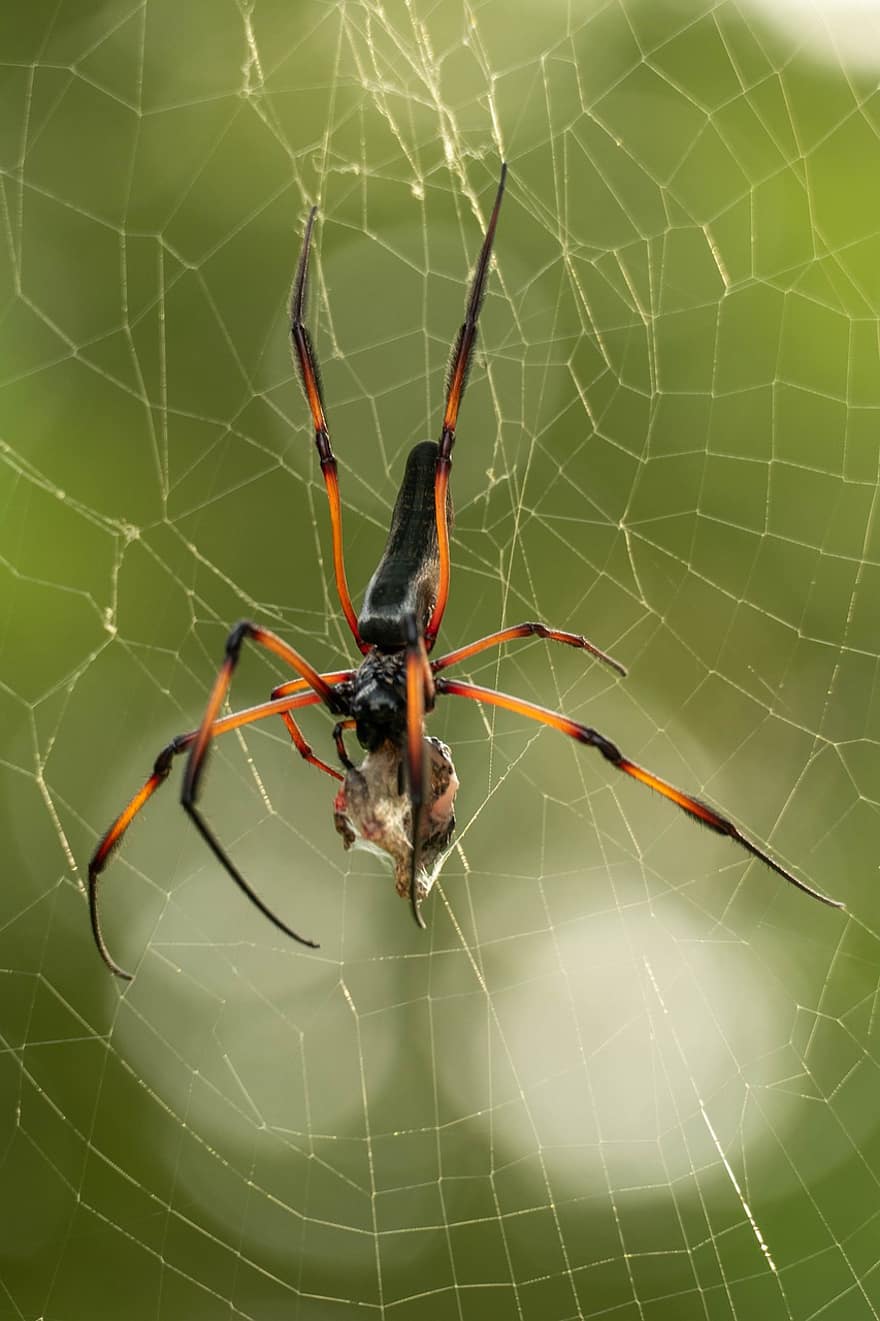 pająk, sieć, pajęczak, owad, stawonogi, pajęczyna, pajęcza sieć, orb tkacz, zwierzę, świat zwierząt, Natura