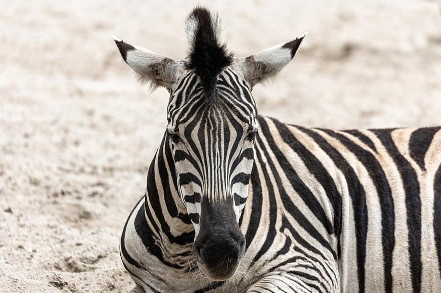 zebra, hayvanat bahçesi, Afrika, hayvan, çizgili, siyah ve beyaz, doğa, memeli, safari, vahşi hayvan