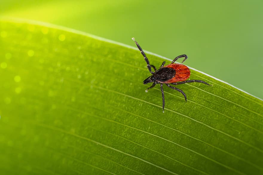 Tick, Insect, Leaf, Parasitic, Arachnid, Ixodes Scapularis, Deer Tick, Animal, Black-legged Tick, Ixodes Ricinus, Castor Bean Tick