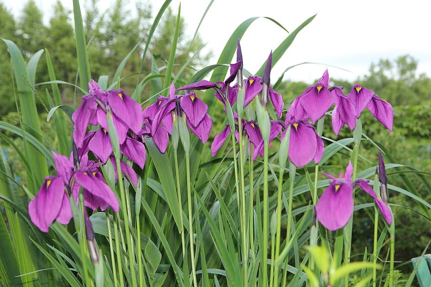 Iris, Purple, Garden Flowers, Flowers, Bloom, Garden, Beautiful, Greens, Bright, Flora, Nature