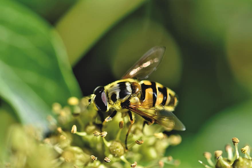 hoverfly, serangga, bunga, bunga terbang, terbang syrphid, hewan, penyerbukan, taman, alam
