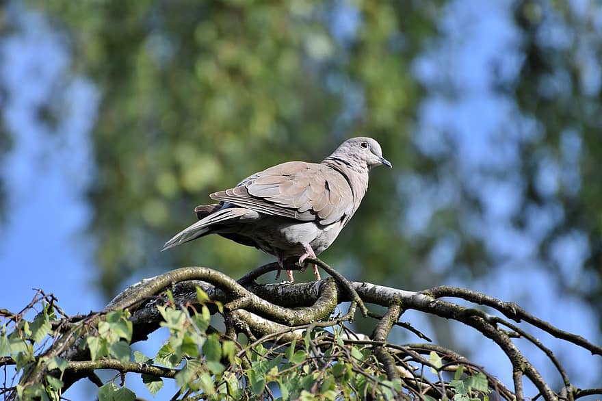 Dove, Collared, Bird, Animal, Foraging, Plumage, Feather, City Pigeon, Birch