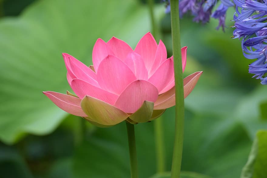 Pink, Lotus, Flower, Blossom, Peace, Zen