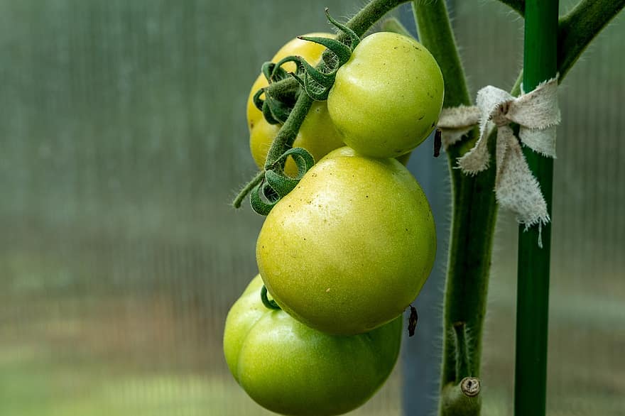 tomates, tomates verdes, Comida, frutas, saudável, fresco, folhagem, nutrição, vitaminas, cru, plantar